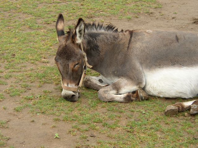 KAMPF » 2006 » Besuch im Landschulmuseum